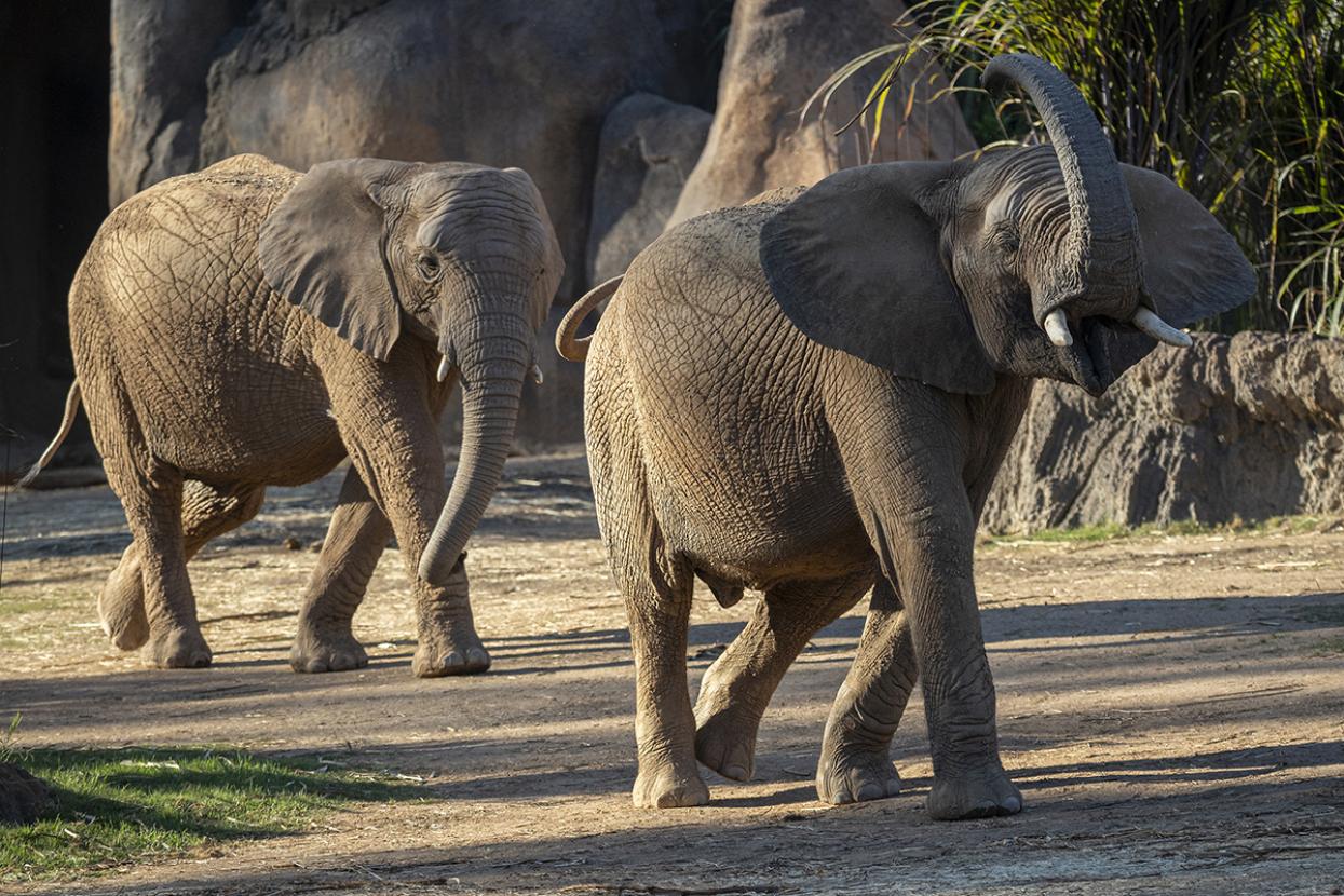 two elephants