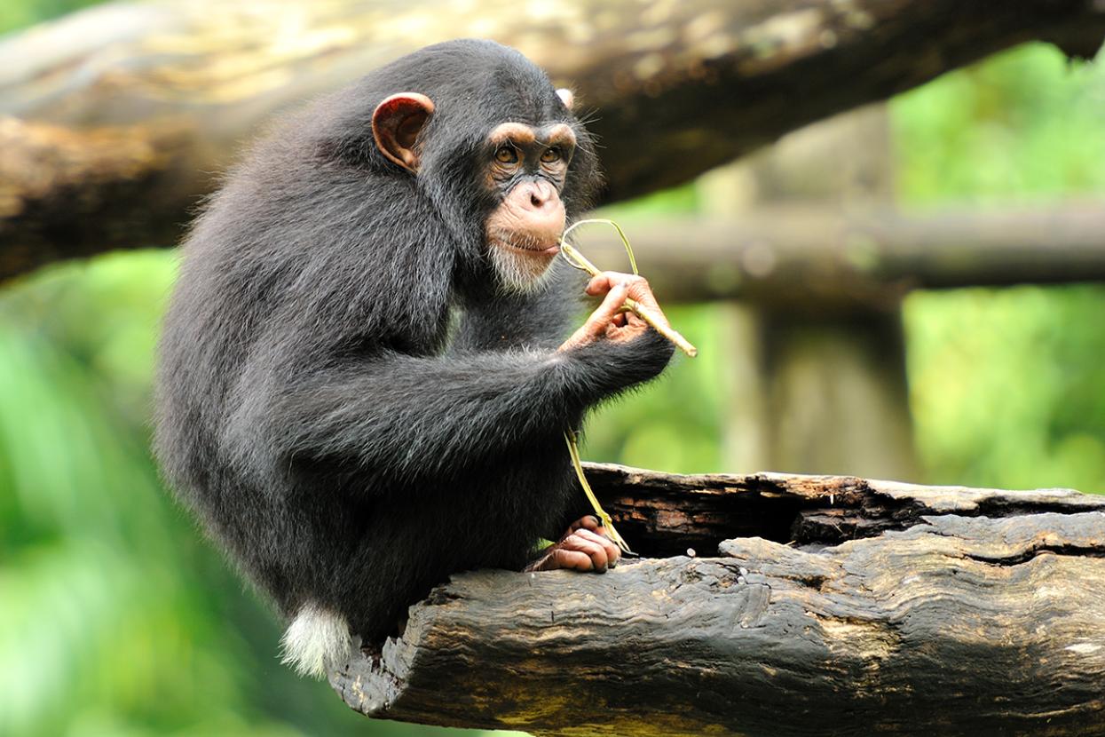 Chimpanzee