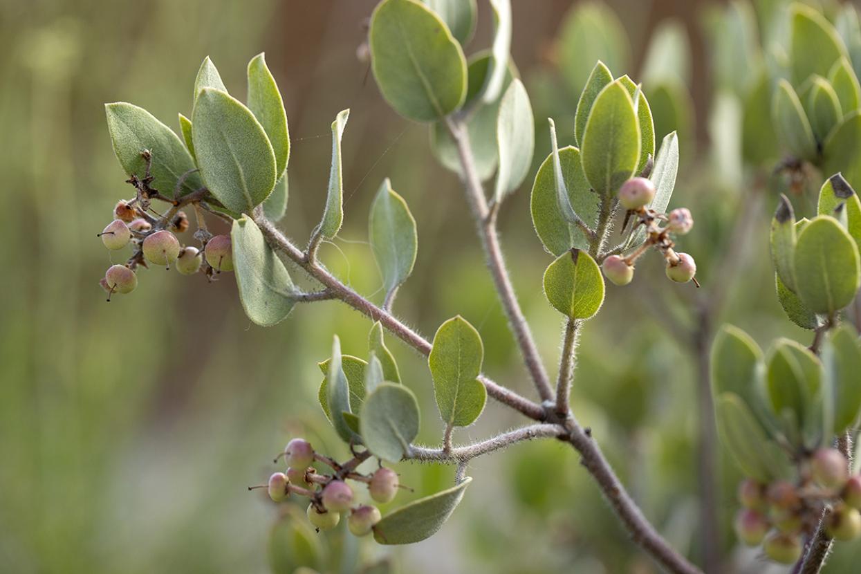 Del Mar manzanita