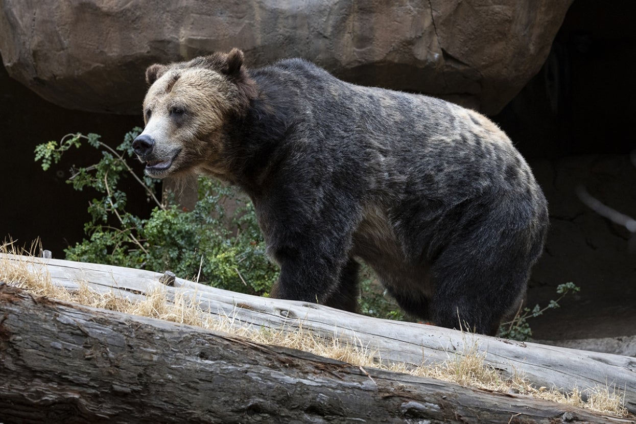 grizzly bear