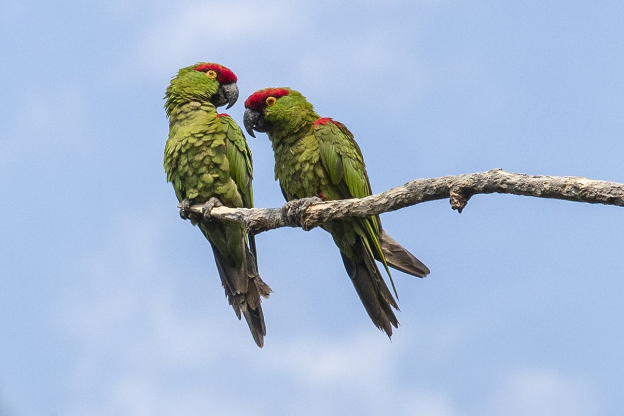 Pair of thick-billed parrots