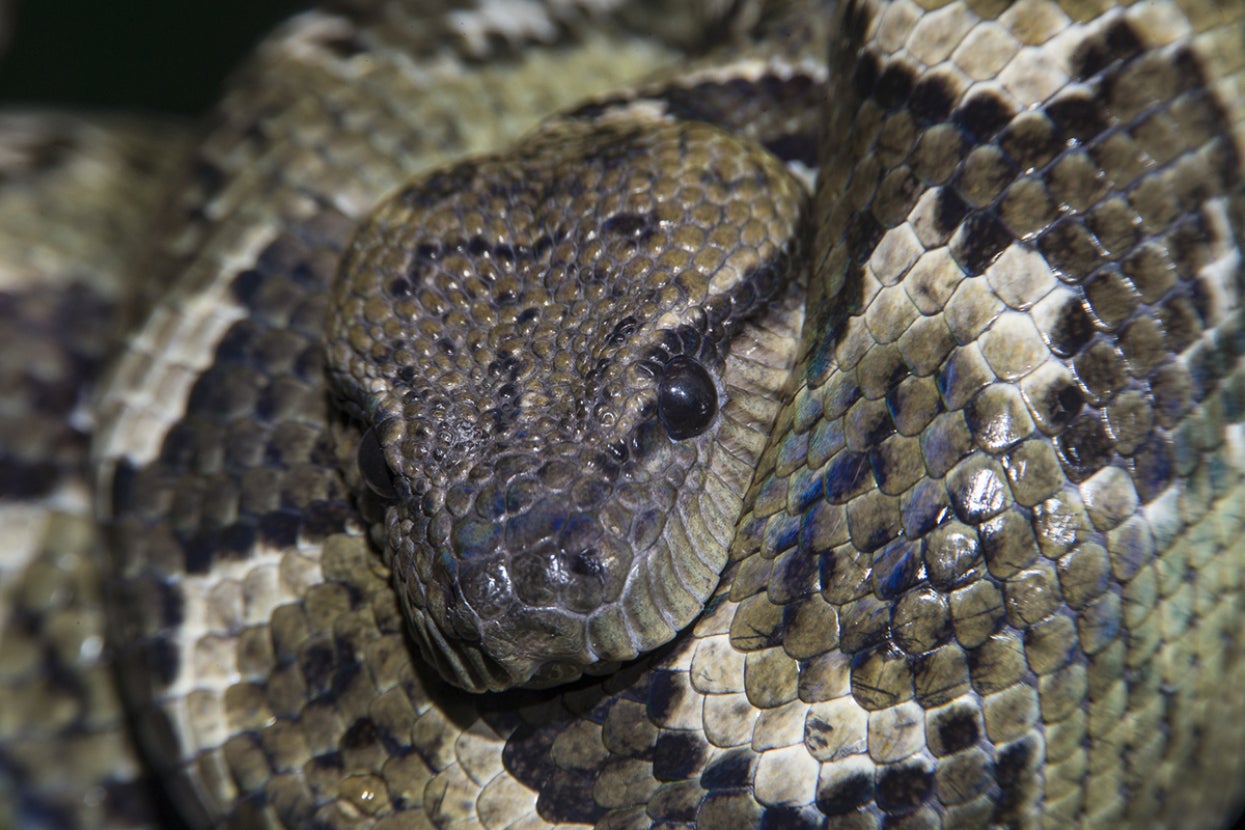 Madagascar tree boa