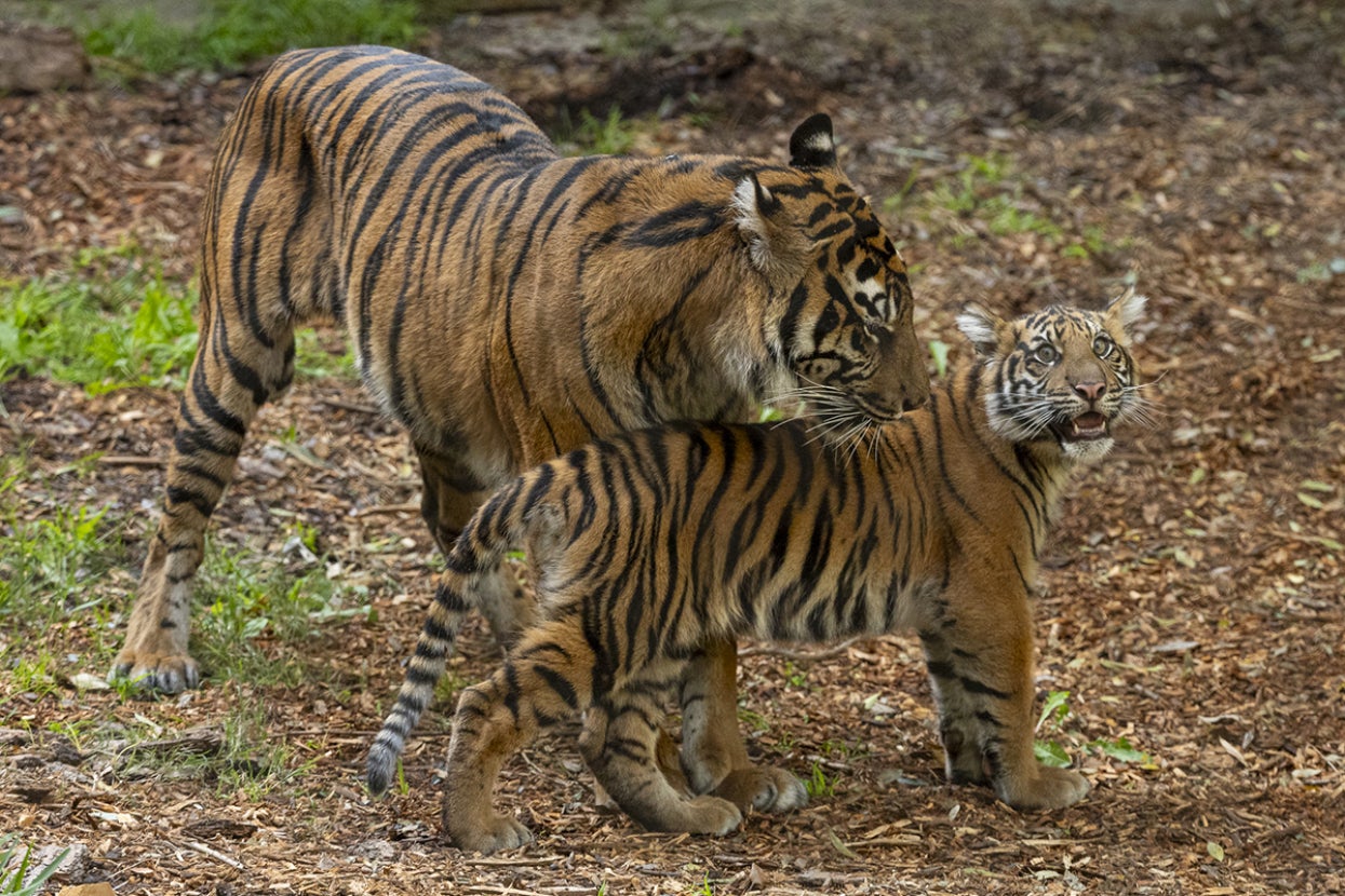 Sumatran tiger