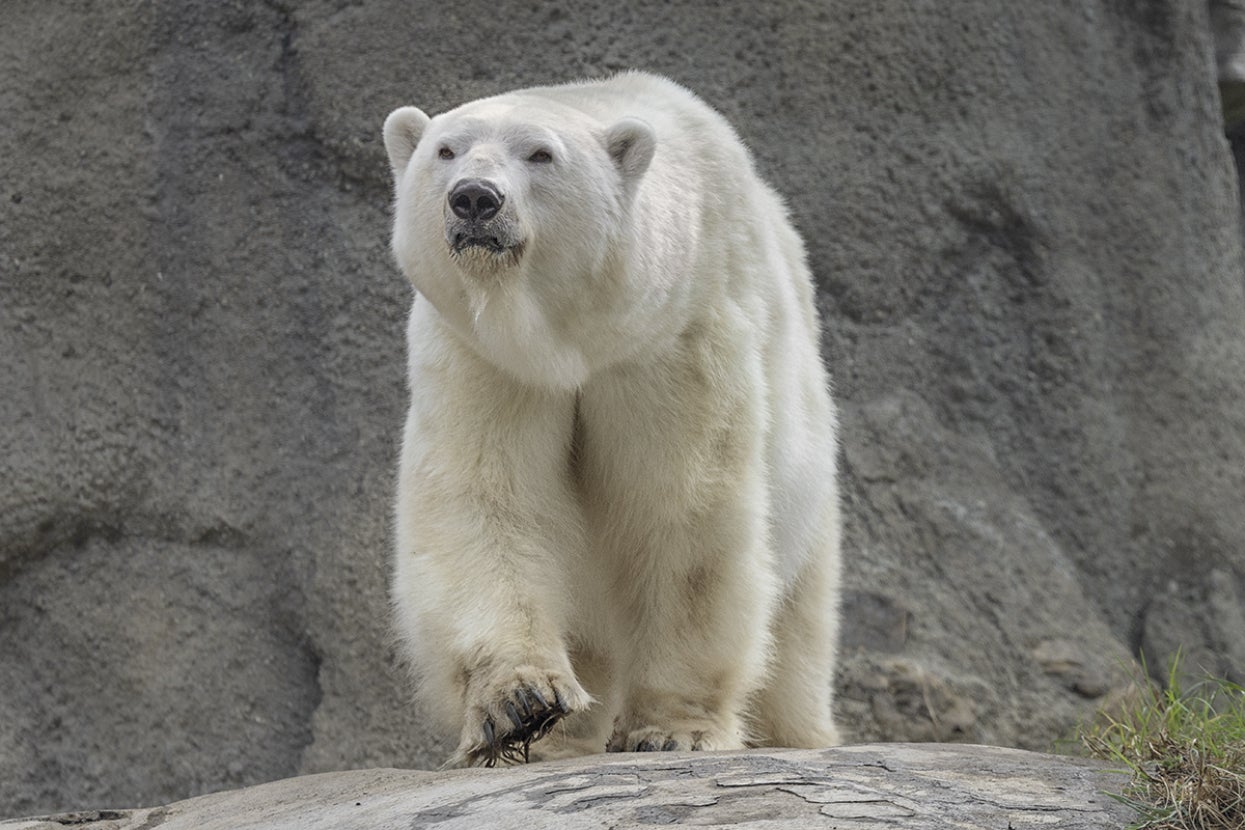 Polar bear