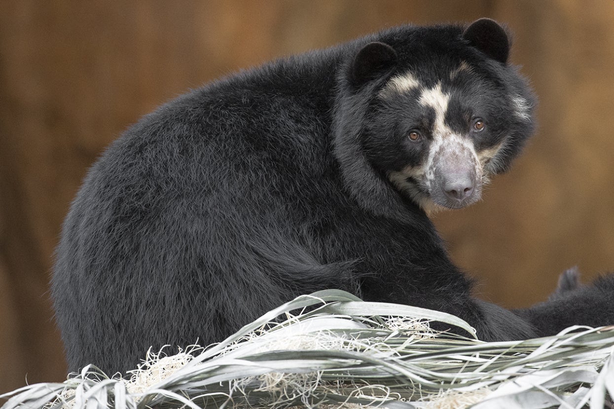 Andean bear