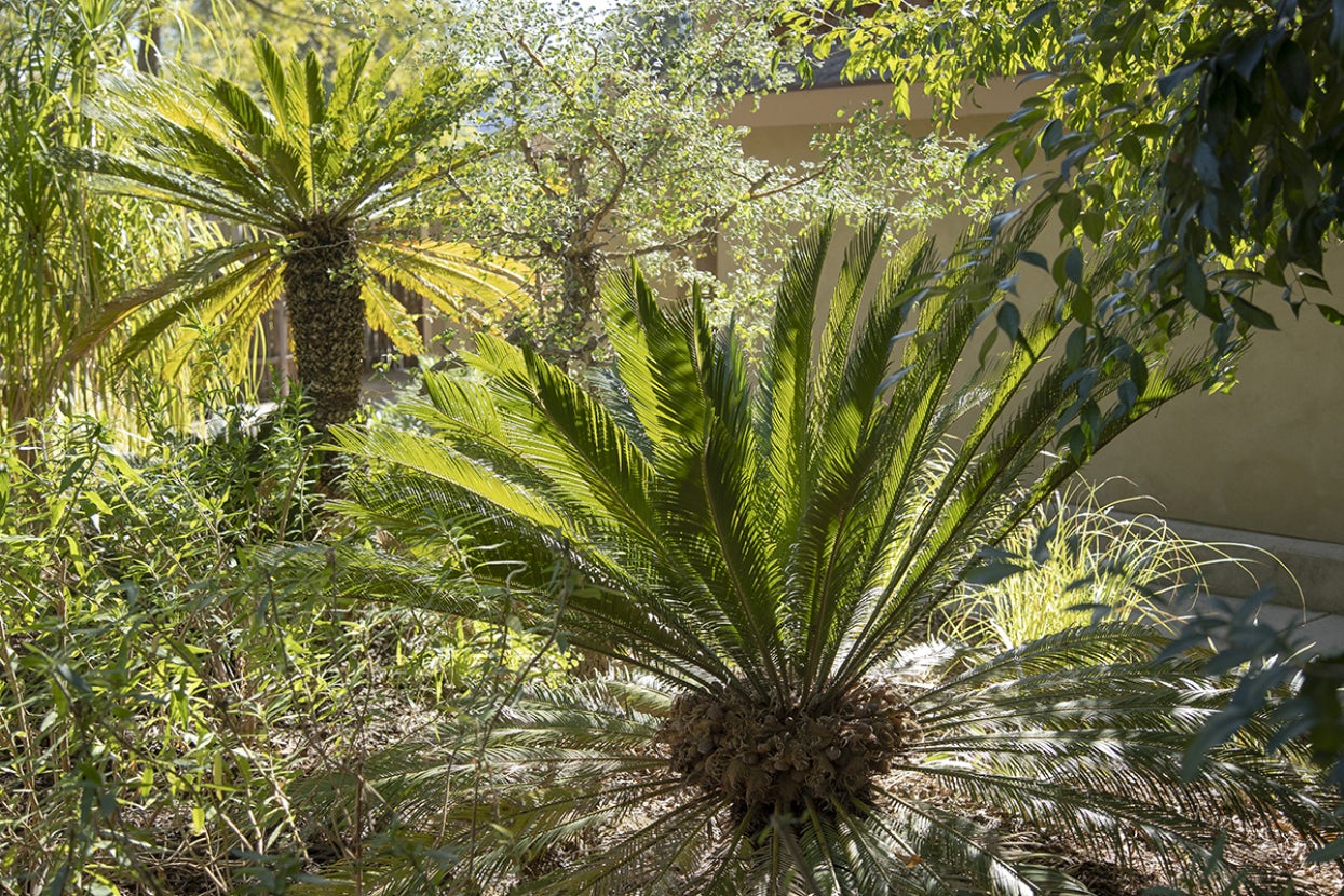 Sago palms