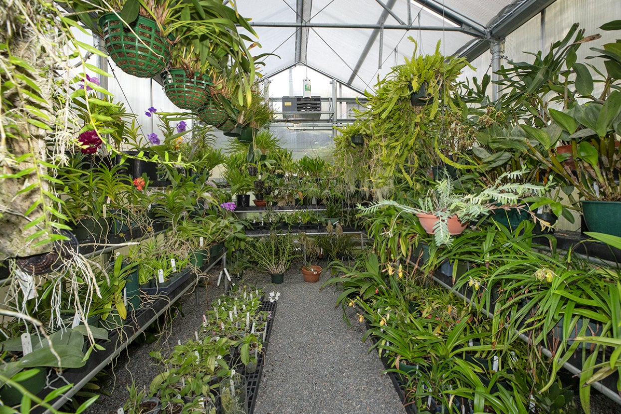 Orchid House