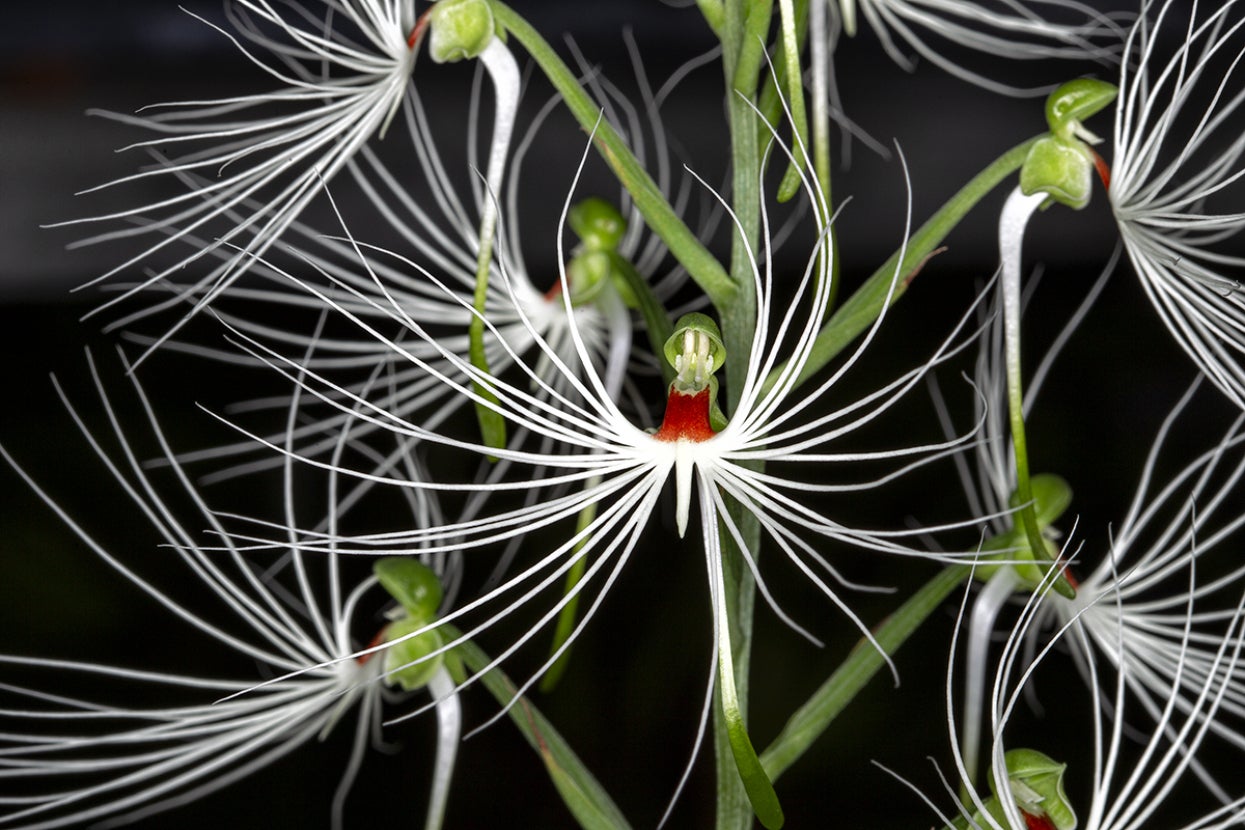medusa orchid