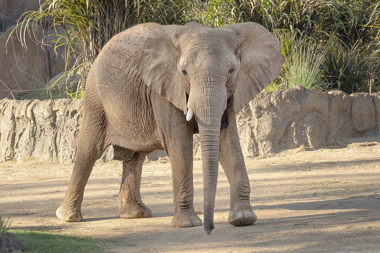 Elephant walking