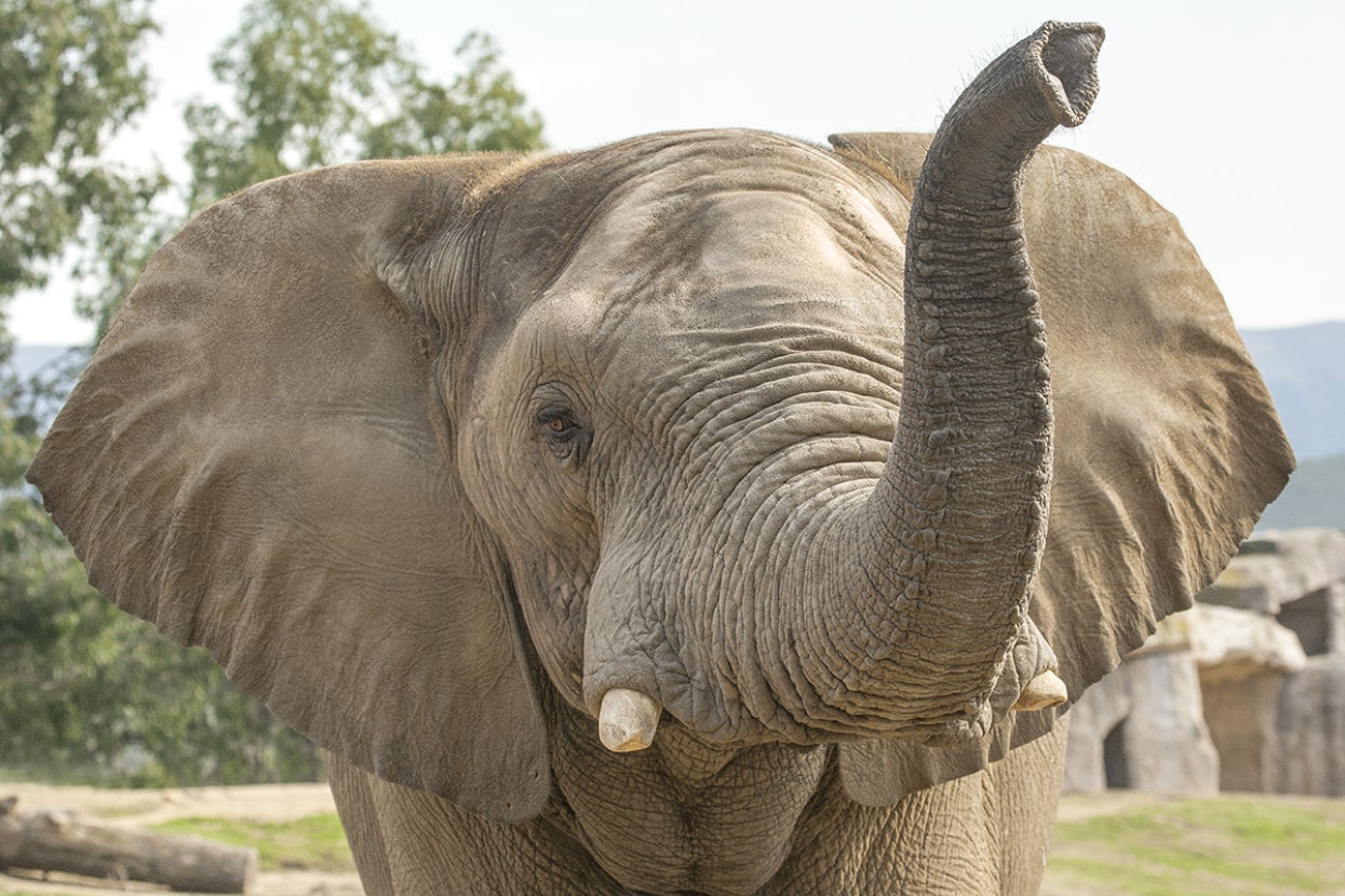 Elephant with trunk raised