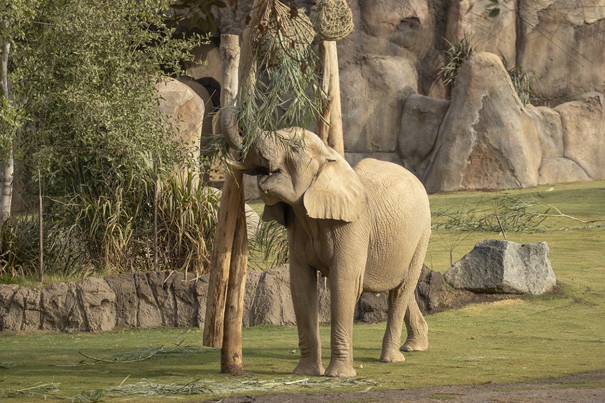 Elephant reaching up for browse