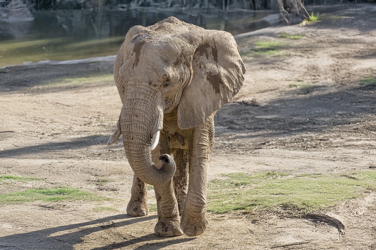 Elephant walking forward
