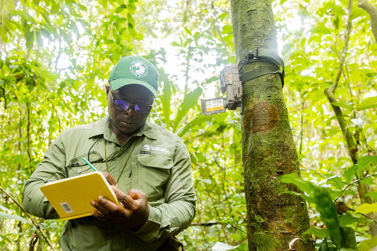 Placing a trail camera in Ebo 
