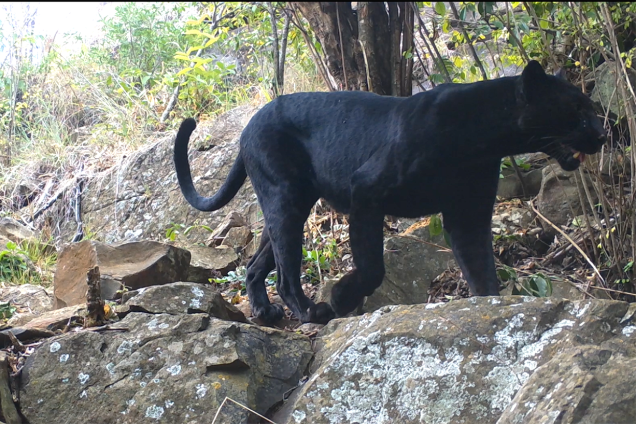African leopard on trail camera 