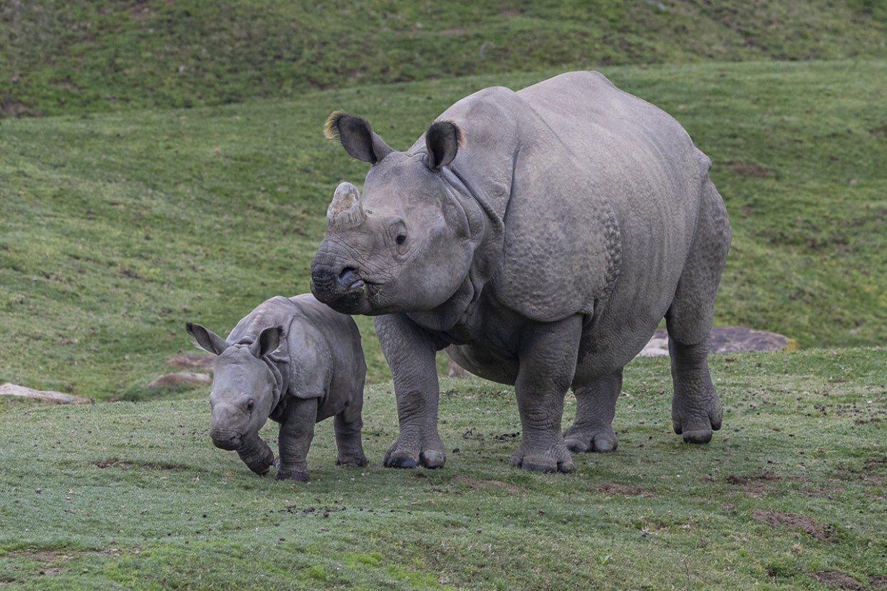 greater one horned rhino with calf 