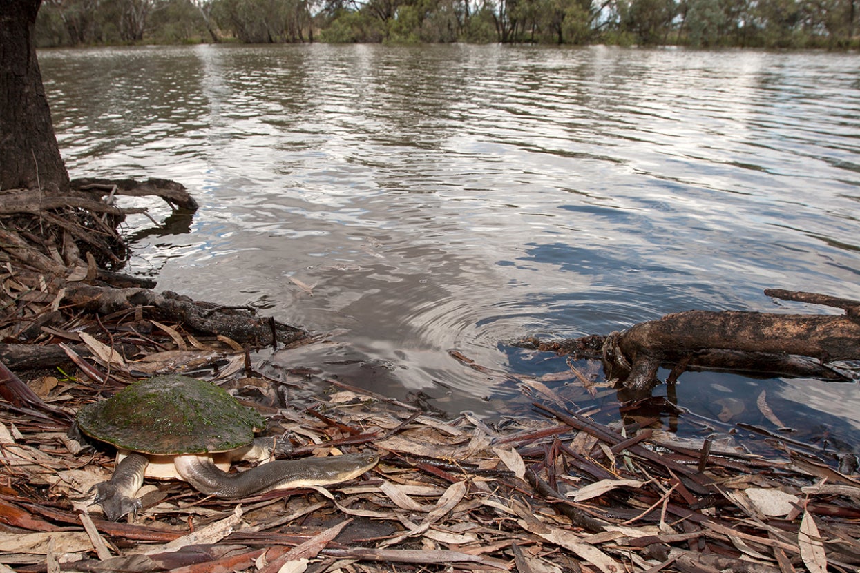 Turtle in Australia