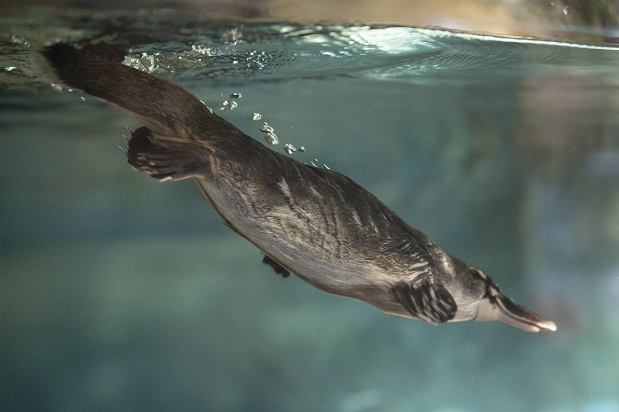 Platypus underwater