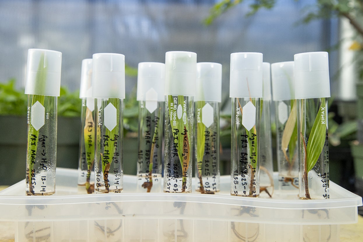 Loulu palm tissue cultures