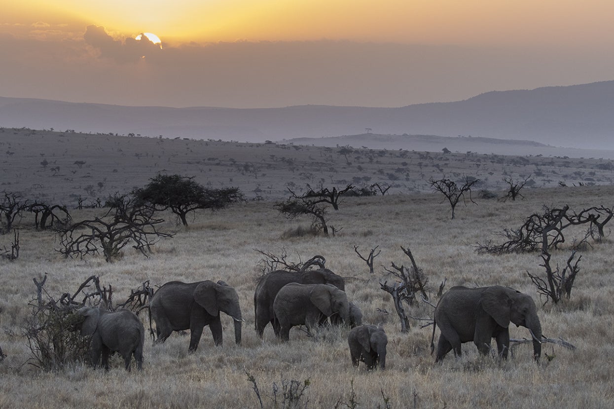 Herd of African savanna elephants at sunset