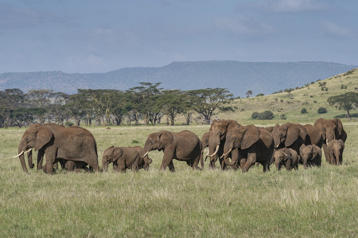 Herd of African savanna elephants