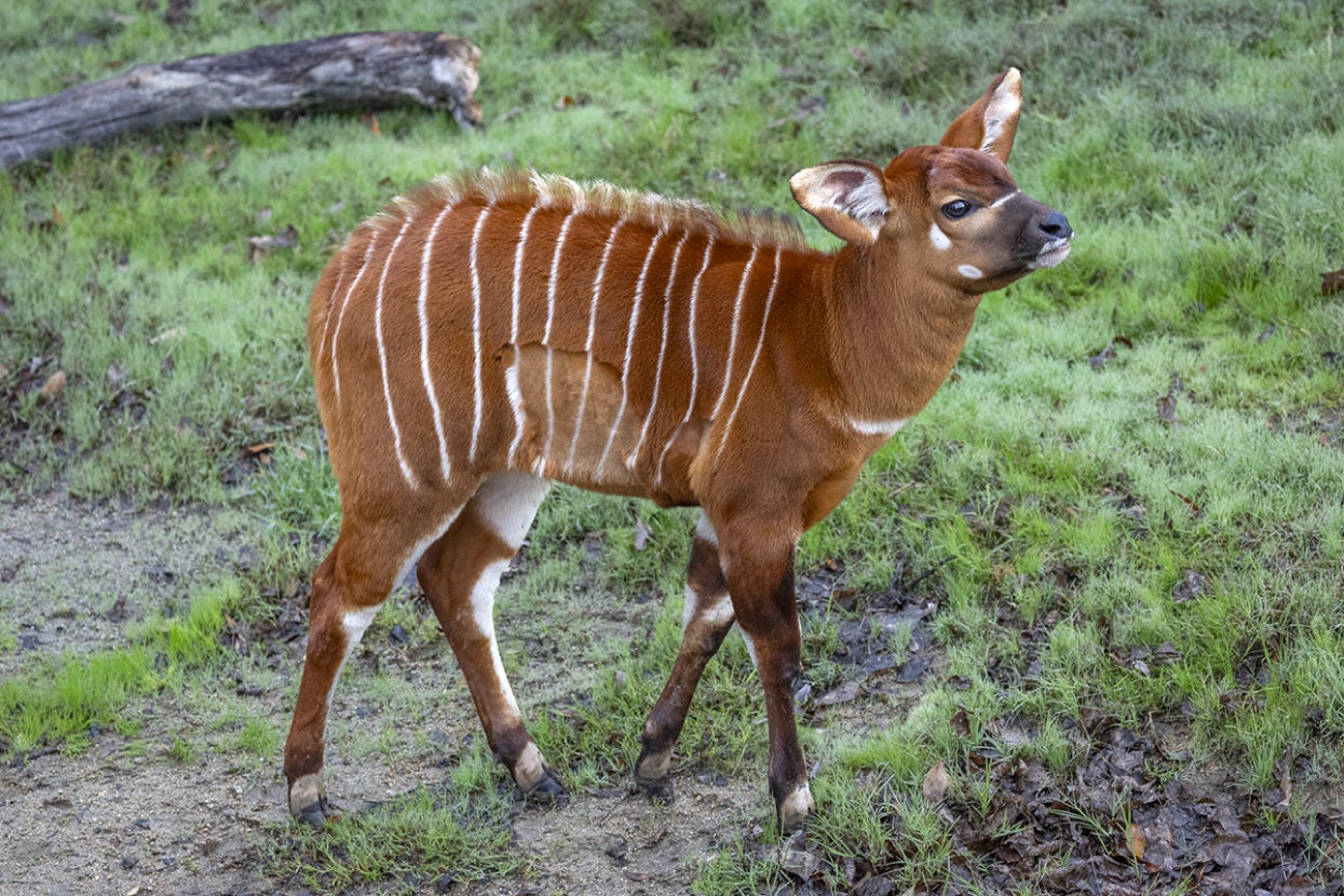 Bongo Barnaby