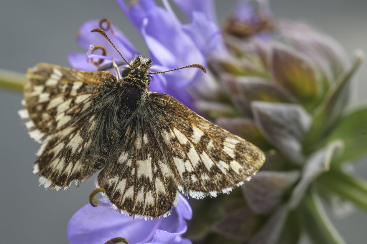 Laguna Mountains skipper on butterfly
