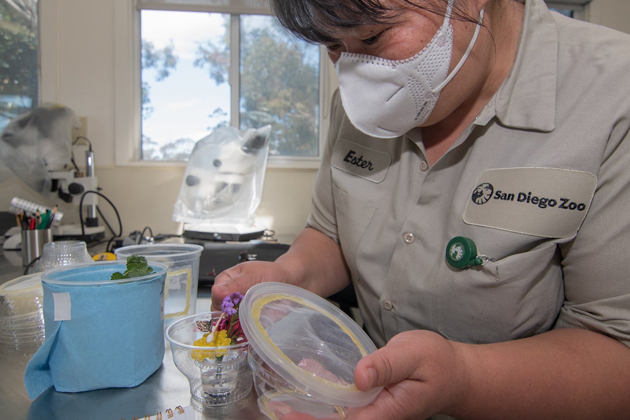 Entomologist working in Butterfly Conservation Lab