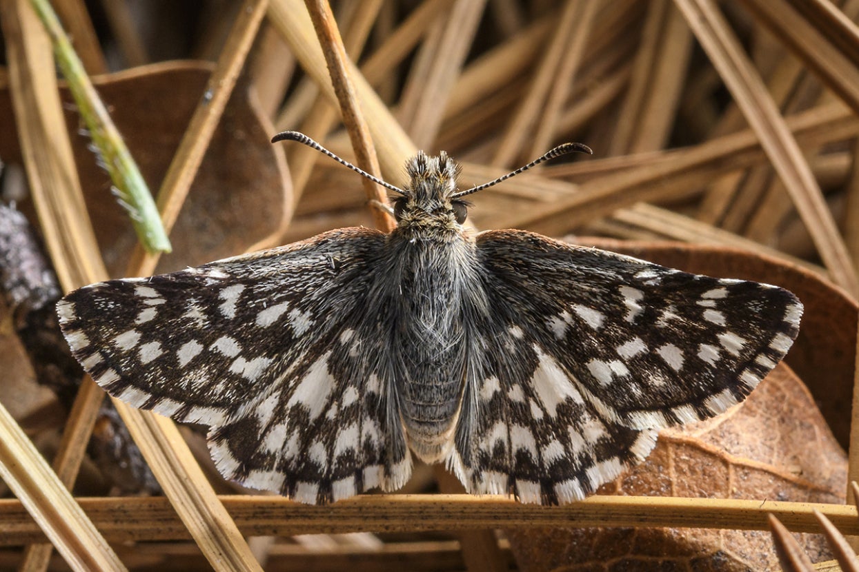 Laguna Mountains skipper butterfly