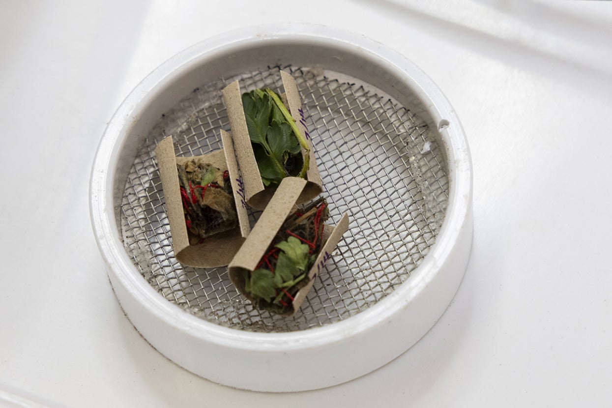 Laguna Mountains skipper chrysalises in protective sleeves