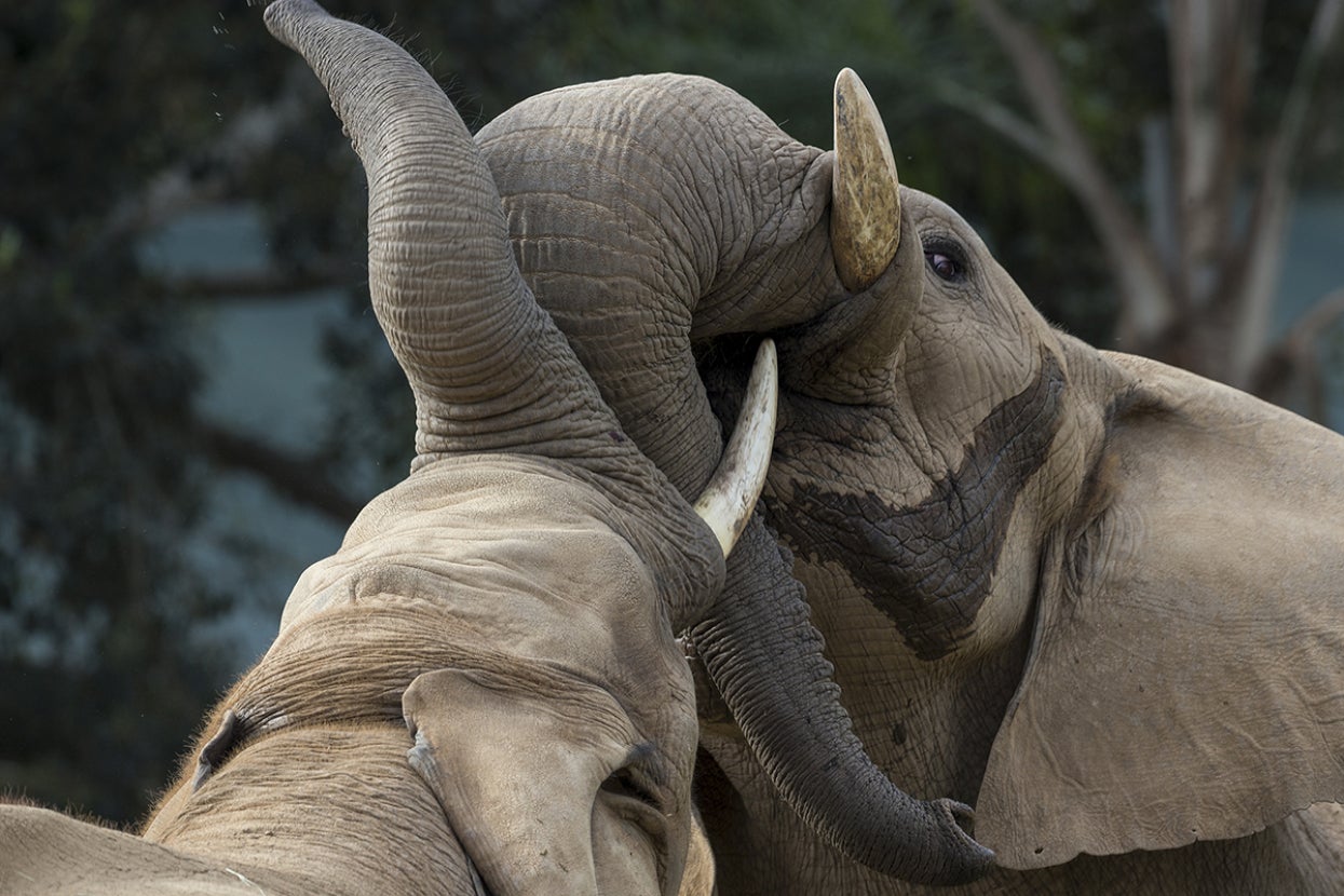 Two elephants sparring