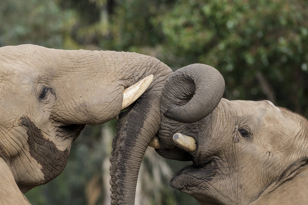 Two elephants sparring