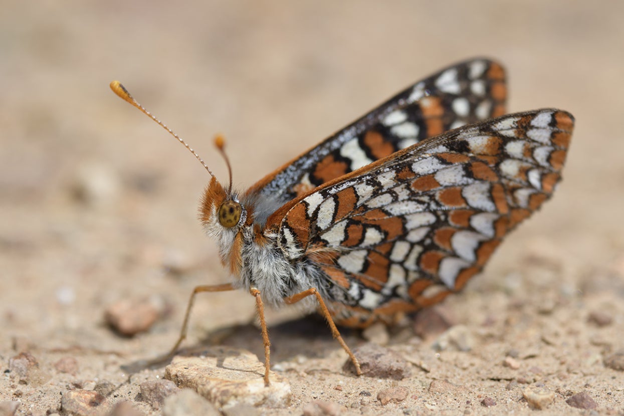 Quino checkerspot butterfly