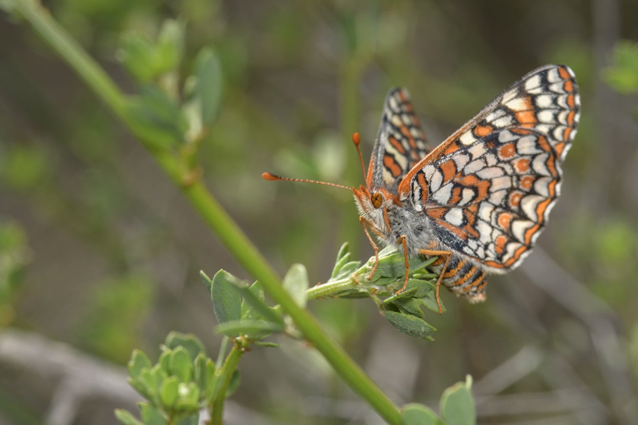 Quino checkerspot butterfly on plant