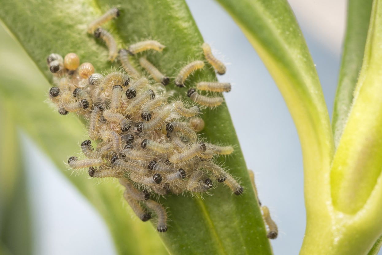 Quino checkerspot butterfly larvae