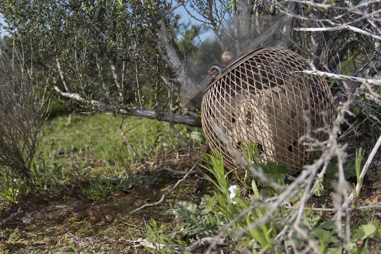 Larvae release pod in bush
