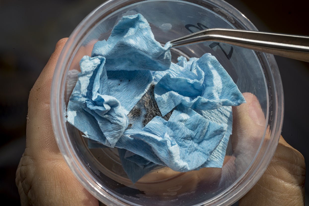 Quino checkerspot butterfly larvae in cup