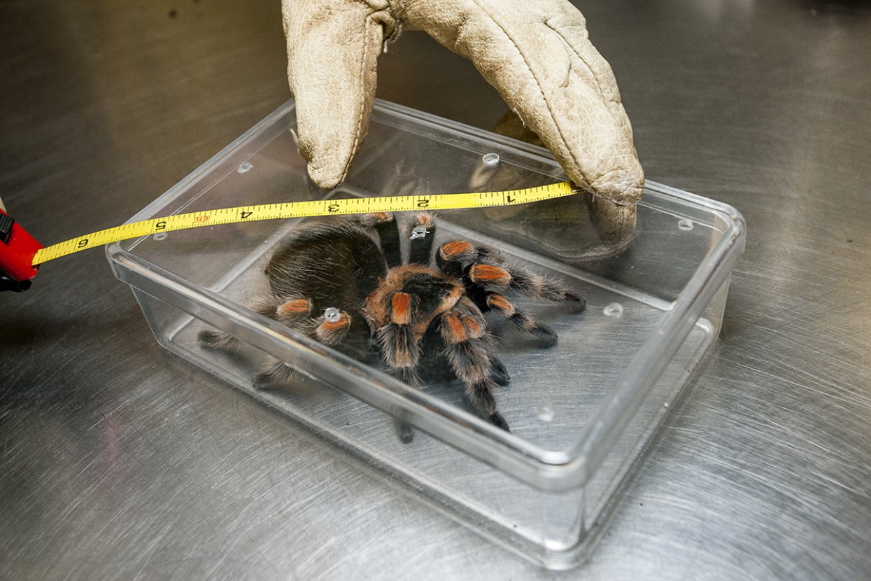 measuring a tarantula