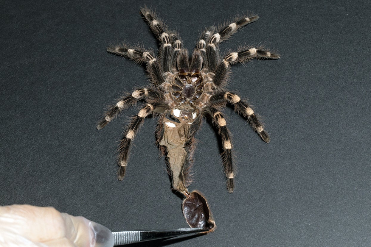 tarantula husk