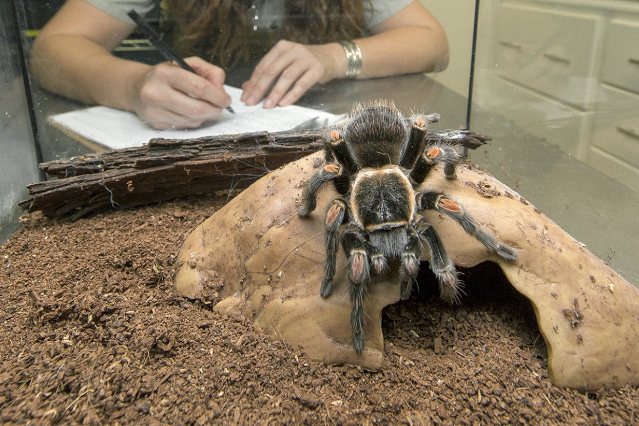 tarantula