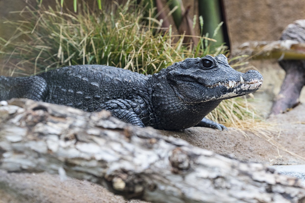 Dwarf crocodile
