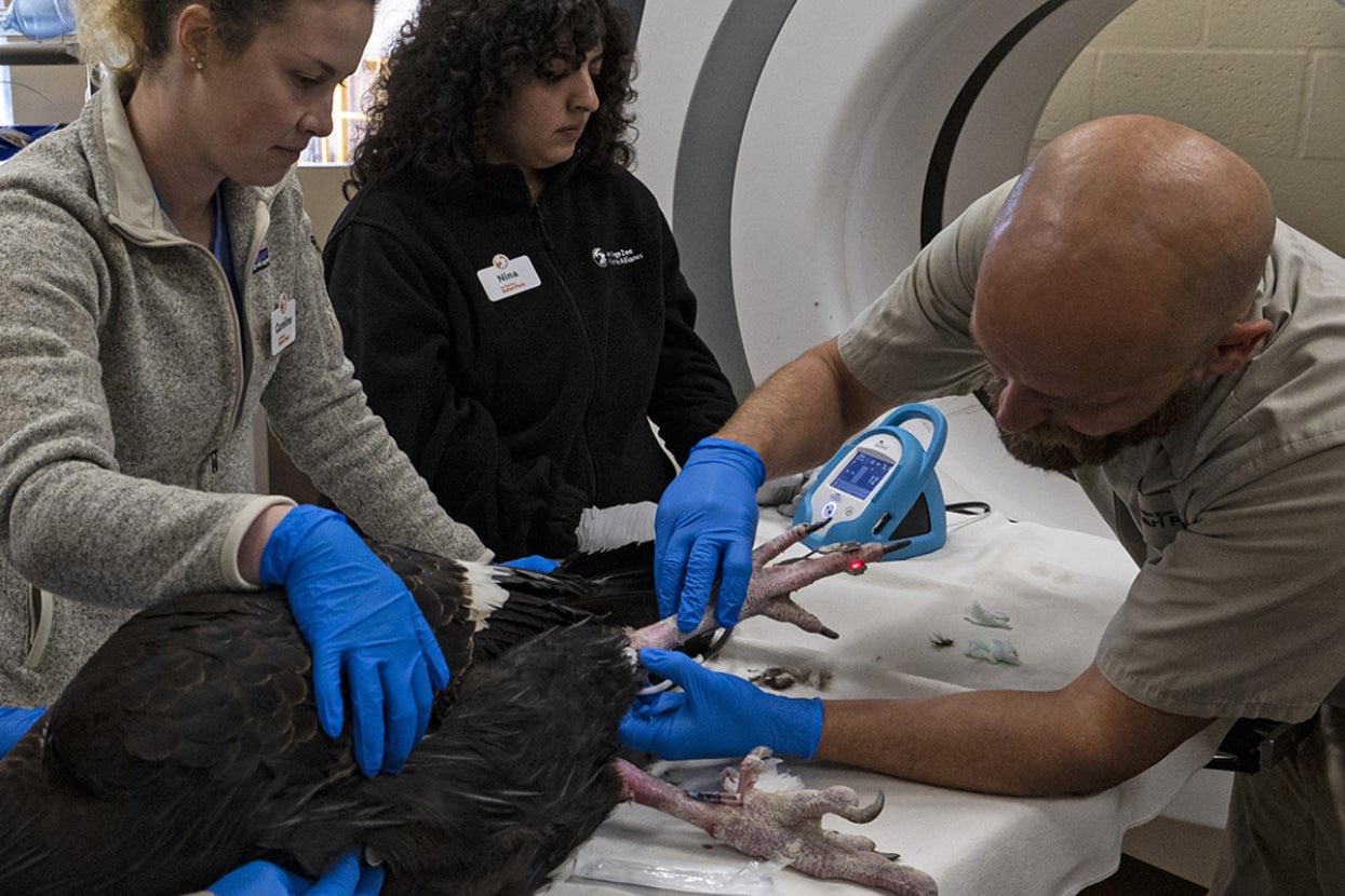 Vet training