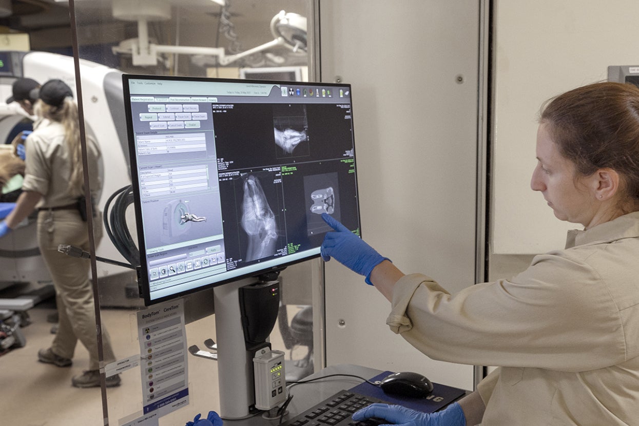 Vet tech at a screen