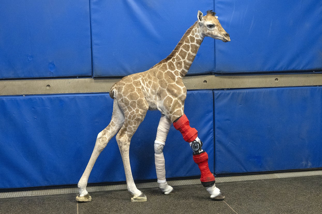 Giraffe Msituni