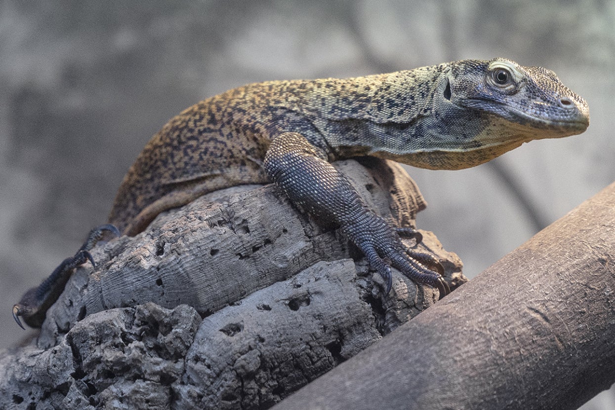 Juvenile Komodo dragon on rock