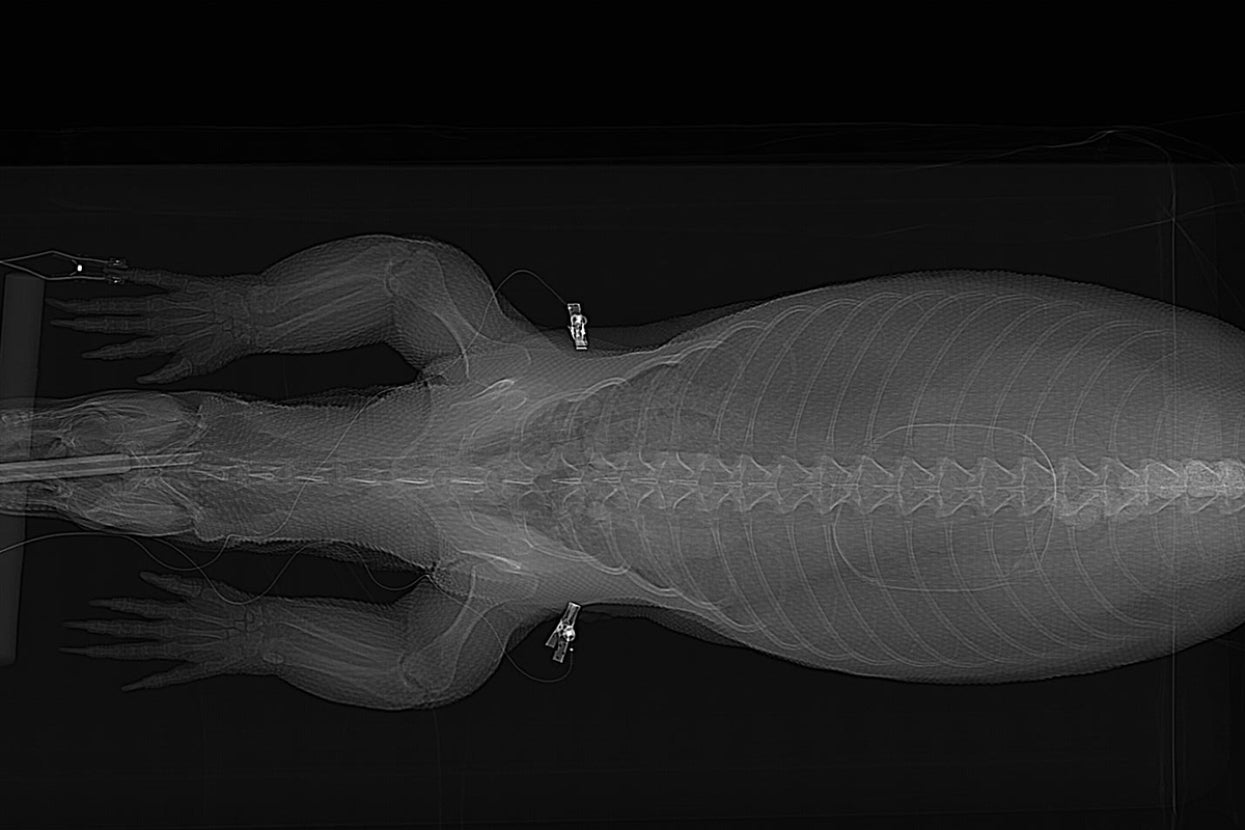 Komodo dragon CT scan