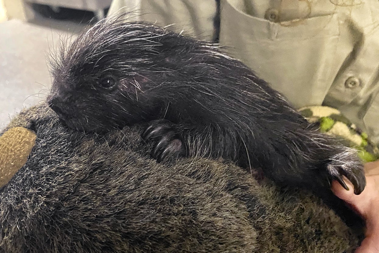 Young Dakota the porcupette
