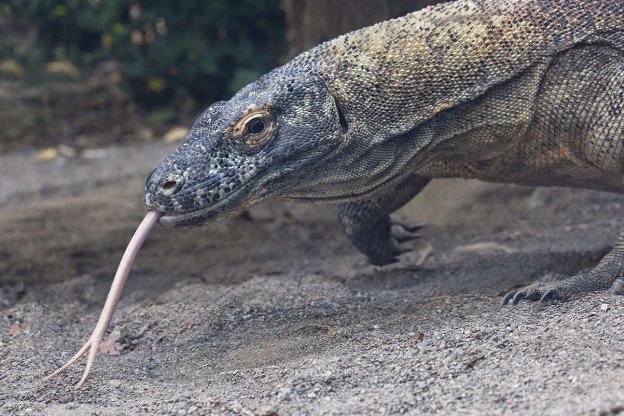 Adult Komodo dragon with tongue out