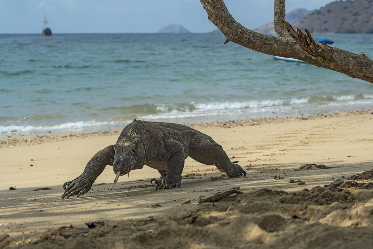 Komodo dragon walking on beach