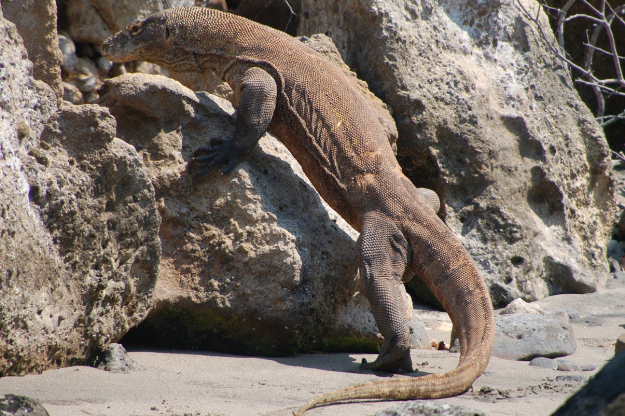 Komodo dragon standing on rock