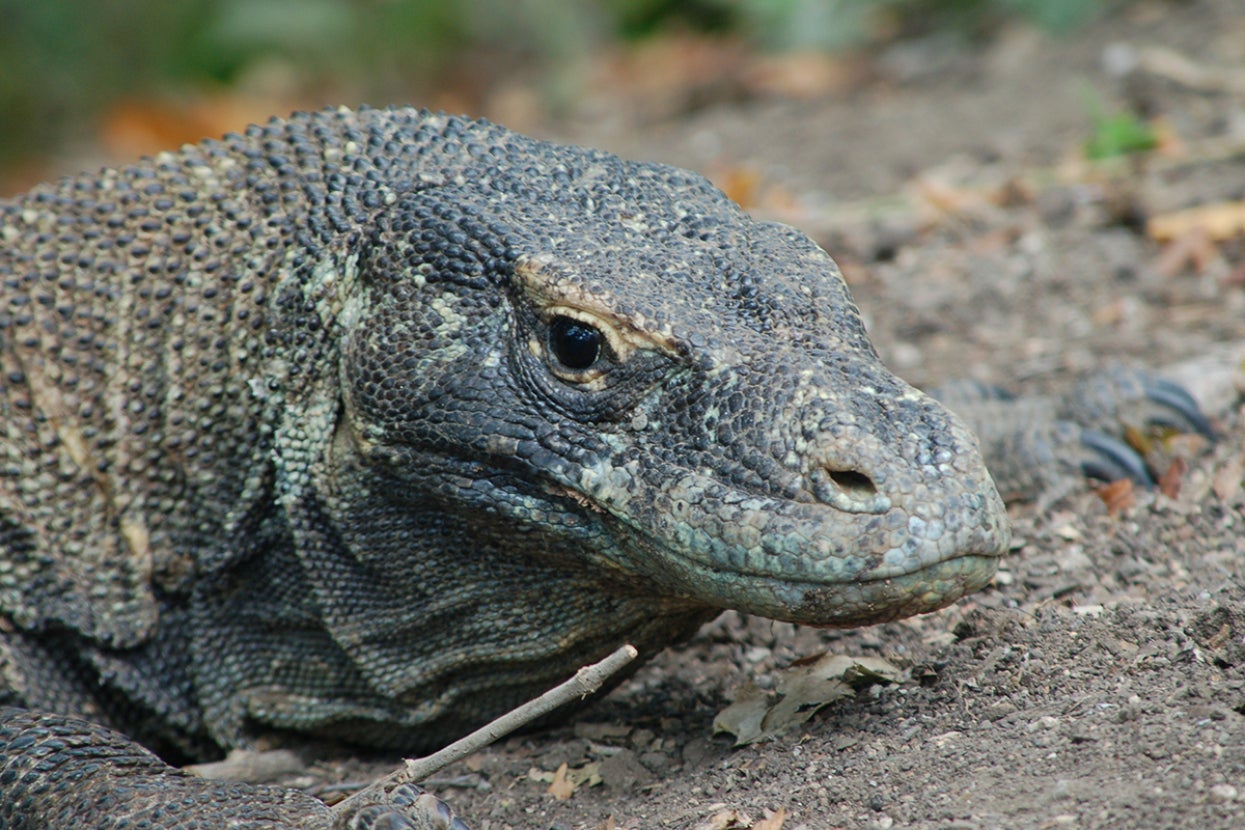 Close-up of Komodo dragon face